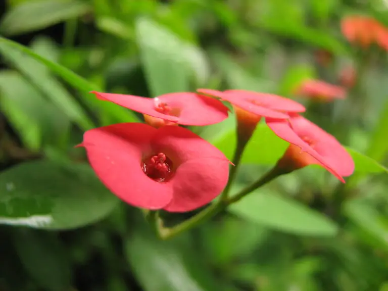 How to Grow Euphorbia Crown of Thorns Plant: Care, Seeds, and Buying Tips