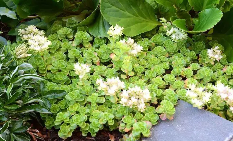 Complete Guide to Sedum Plants: Care, Growing Tips, Varieties, and Benefits
