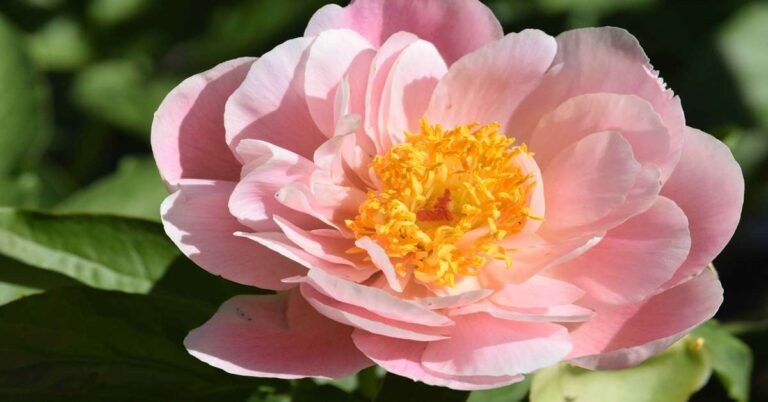 Comprehensive Guide to Salmon Pink Peony: Care, Growing Tips, and Uses