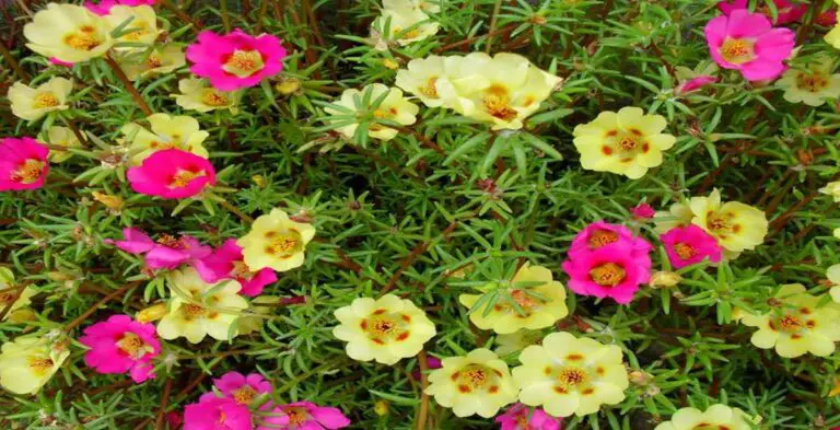 Moss Rose Plant Care & Varieties: Your Best Growing Handbook