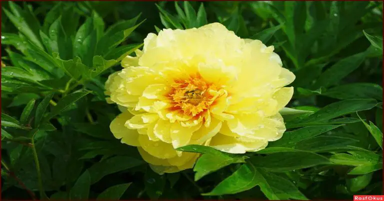 Complete Guide to Growing and Caring for Bartzella Peonies: Tips and Benefits