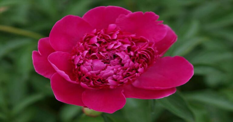 Felix Crousse Peony Care: Beautiful Blooms and Safe Gardening