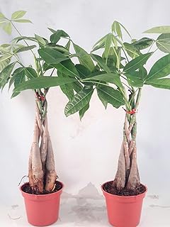 money tree plant
