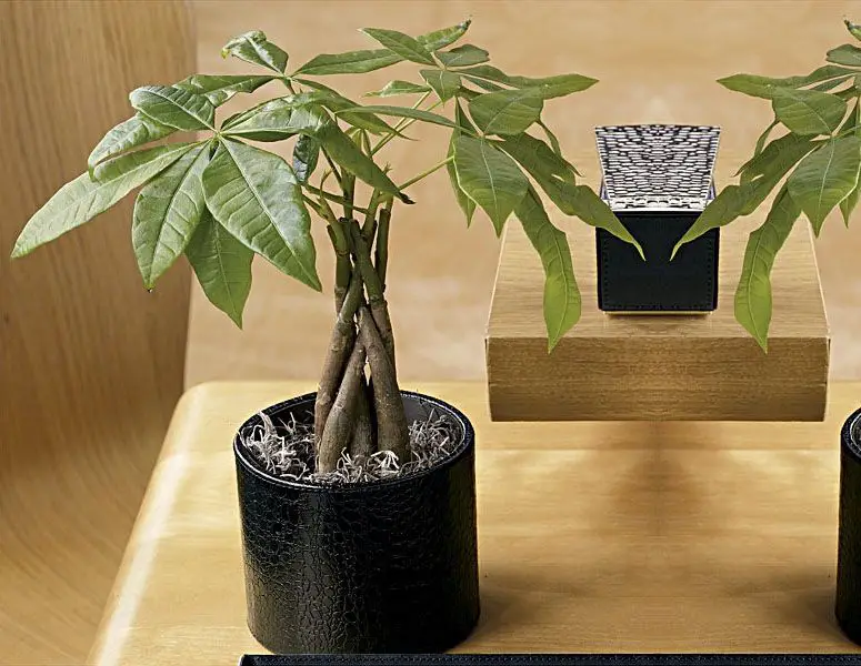 money tree plant