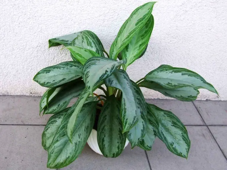 Ultimate Guide to Chinese Evergreen Care & Buying Tips
