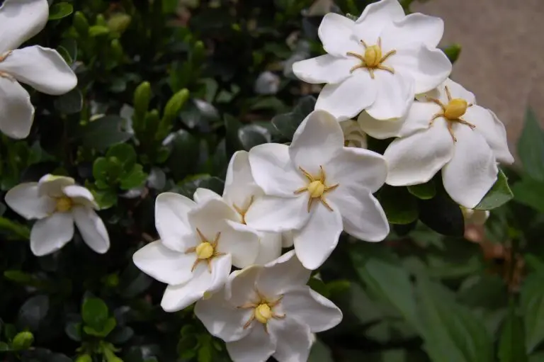 Diamond Spire Gardenia Care Guide: Tips for Stunning Blooms and Easy Maintenance