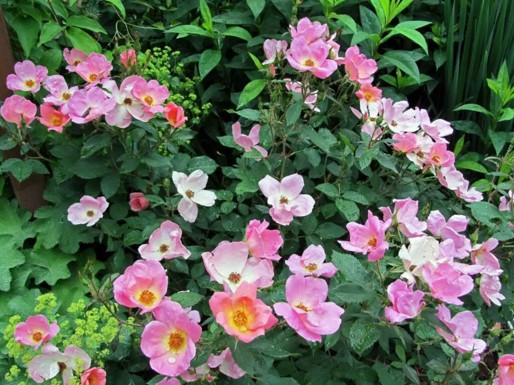 Knockout Double Roses