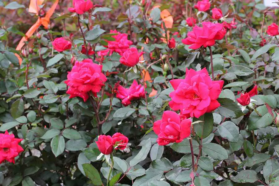 Red Knockout Double Roses