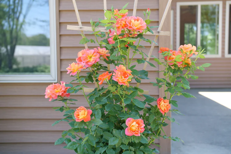 Sunorita Rose Plant Care
