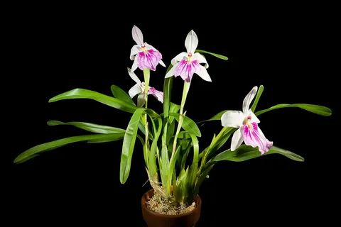miltonia orchids