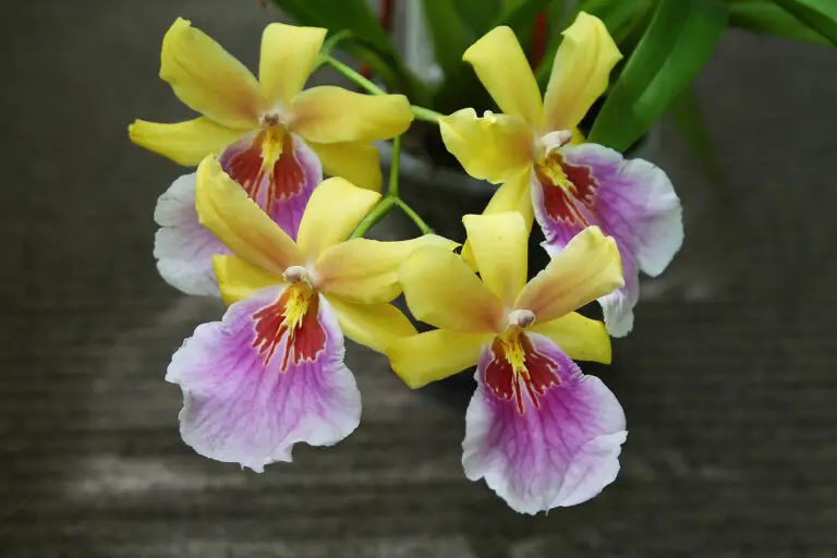 Comprehensive Miltonia Orchid Care Guide: Tips, Types, and Cultivation