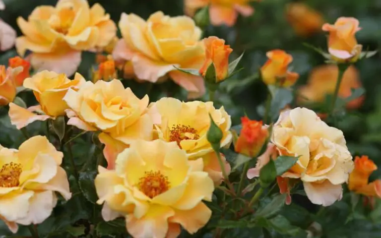 Complete Guide to Sunorita Rose Plant Care and Growing Tips