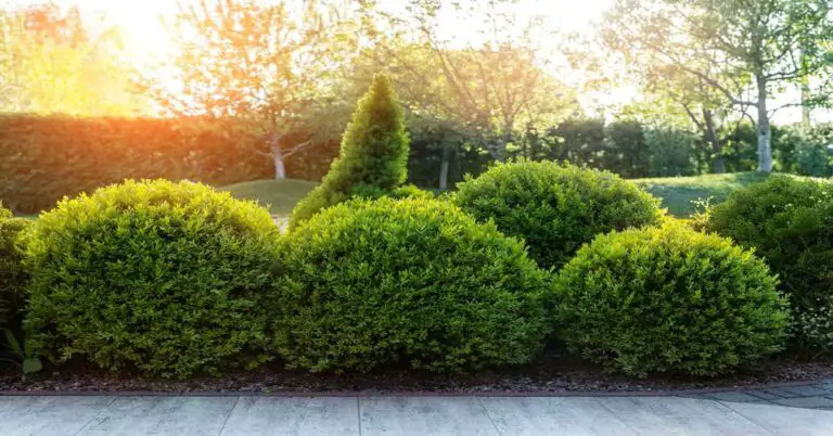 Buy and Grow Wintergreen Boxwood Shrubs with easy tips