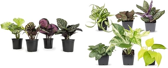 Calathea Prayer Plant