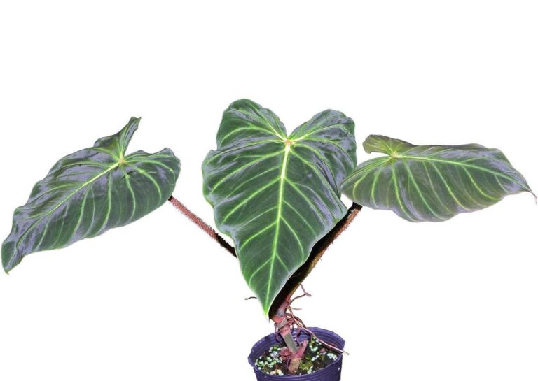 Velvet Philodendron Plant Care: Tips, Types, and Where to Buy