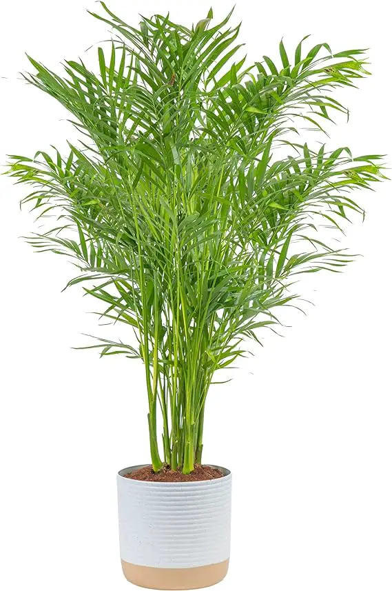 Costa Farms Cat Palm