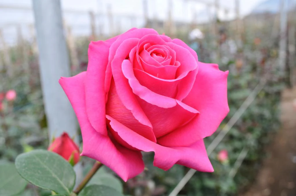 Ecuadorian Rose Plant