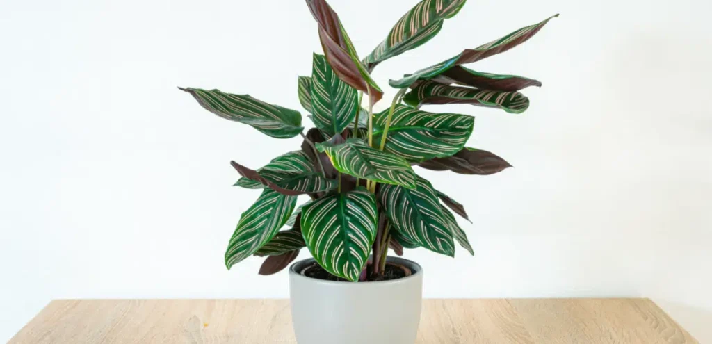 Calathea Prayer Plant