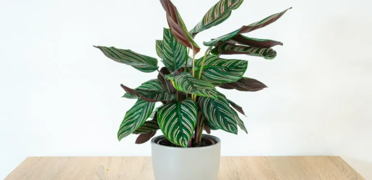 Calathea Prayer Plant: Care Tips, Benefits, and Buying Guide