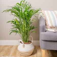 Costa Farms Cat Palm: Benefits with Care & buying Tips