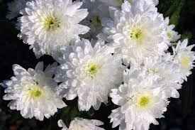 Chrysanthemum White Plant