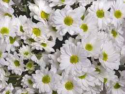 Chrysanthemum White Plant