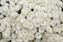 Chrysanthemum White Plant